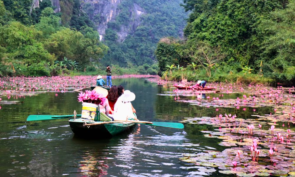 ninh-binh-water-lily-season